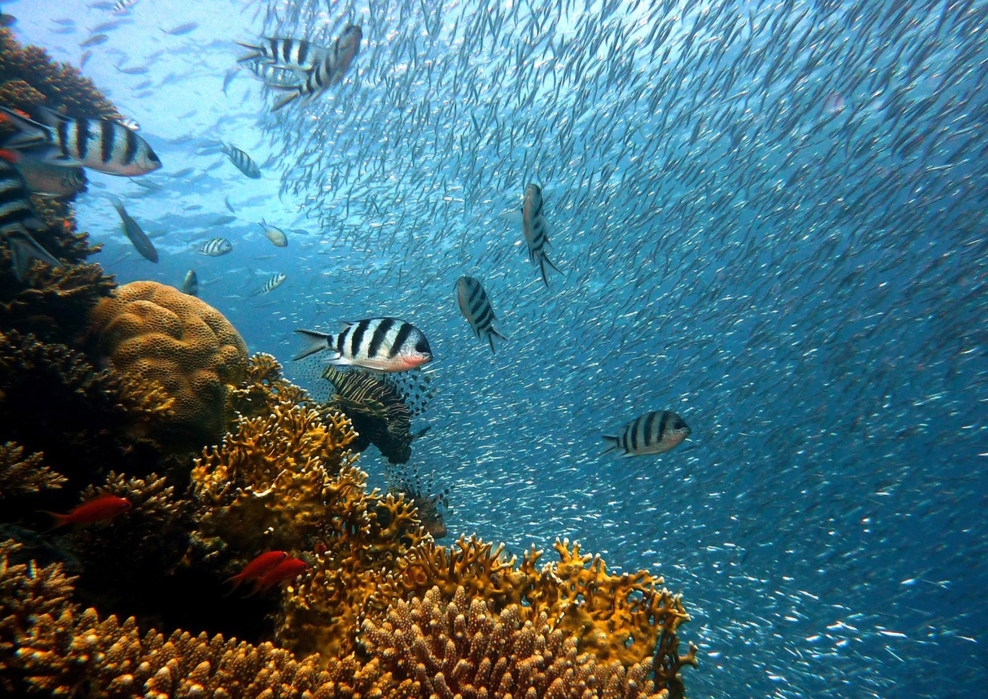 Les fonds marins d'Hurghada