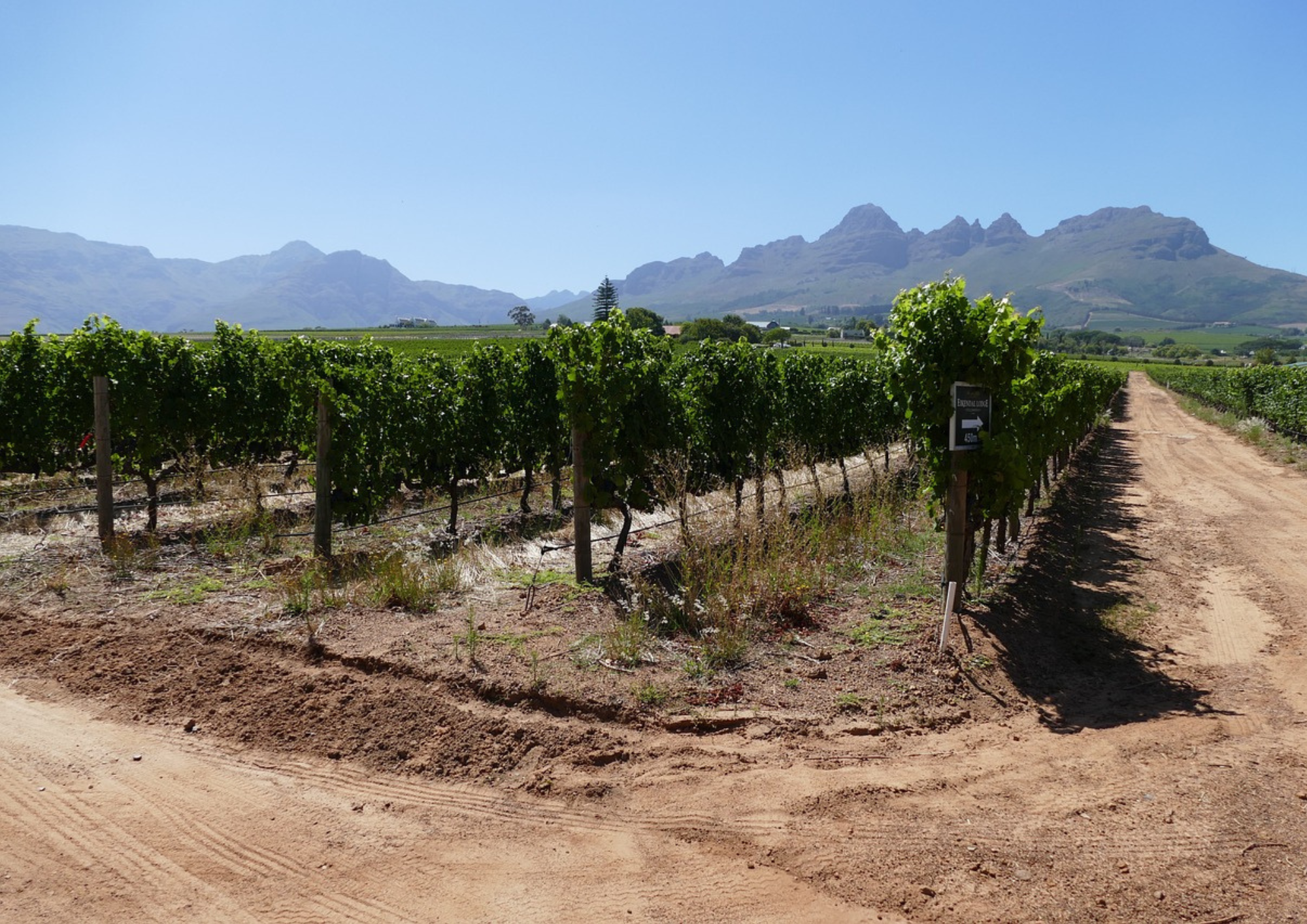 Stellenbosch